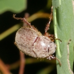 Coleoptera (order) at Freshwater Creek, VIC - 8 Feb 2024 by WendyEM