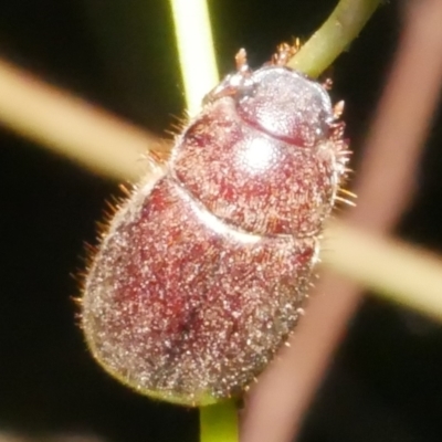 Unidentified Other beetle at Freshwater Creek, VIC - 8 Feb 2024 by WendyEM