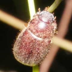 Coleoptera (order) at Freshwater Creek, VIC - 8 Feb 2024 by WendyEM