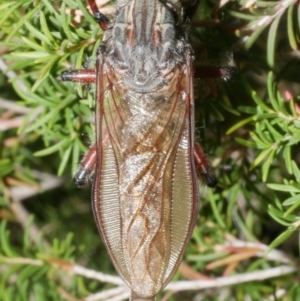 Neoaratus hercules at WendyM's farm at Freshwater Ck. - 8 Feb 2024