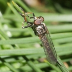 Unidentified Robber fly (Asilidae) at Freshwater Creek, VIC - 8 Feb 2024 by WendyEM