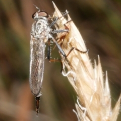 Unidentified Robber fly (Asilidae) at Freshwater Creek, VIC - 8 Feb 2024 by WendyEM