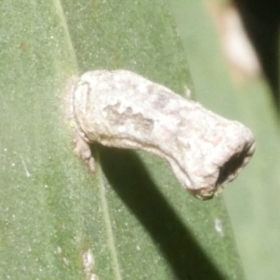 Apiomorpha sp. (genus) (A gall forming scale) at Freshwater Creek, VIC - 8 Feb 2024 by WendyEM