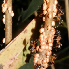 Eriococcus coriaceus at Freshwater Creek, VIC - 8 Feb 2024 by WendyEM