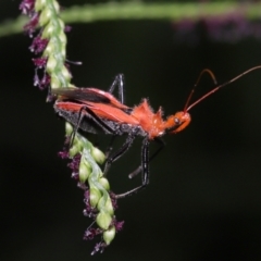 Gminatus australis (Orange assassin bug) at Capalaba, QLD - 10 Mar 2024 by TimL