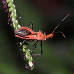 Gminatus australis at Capalaba, QLD - 10 Mar 2024