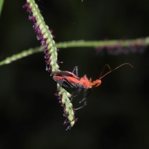 Gminatus australis at Capalaba, QLD - 10 Mar 2024