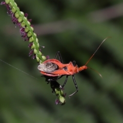 Gminatus australis at Capalaba, QLD - 10 Mar 2024 10:34 AM