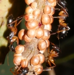 Camponotus consobrinus (Banded sugar ant) at Freshwater Creek, VIC - 8 Feb 2024 by WendyEM