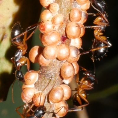 Formicidae (family) at WendyM's farm at Freshwater Ck. - 8 Feb 2024 by WendyEM