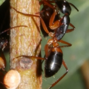 Camponotus consobrinus at Freshwater Creek, VIC - 8 Feb 2024 11:23 PM