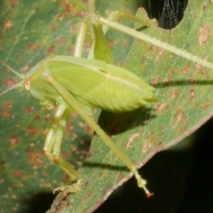 Unidentified Katydid (Tettigoniidae) at Freshwater Creek, VIC - 8 Feb 2024 by WendyEM