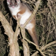 Pseudocheirus peregrinus (Common Ringtail Possum) at WendyM's farm at Freshwater Ck. - 8 Feb 2024 by WendyEM