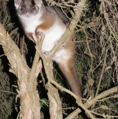 Pseudocheirus peregrinus (Common Ringtail Possum) at Freshwater Creek, VIC - 8 Feb 2024 by WendyEM