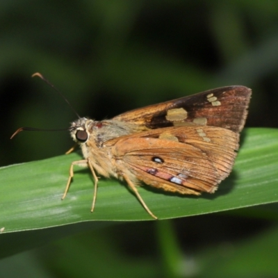 Ocybadistes walkeri at Capalaba, QLD - 10 Mar 2024 by TimL