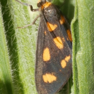 Asura cervicalis at Freshwater Creek, VIC - 9 Feb 2024 04:12 PM