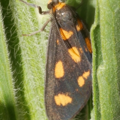Asura cervicalis (Spotted Lichen Moth) at WendyM's farm at Freshwater Ck. - 9 Feb 2024 by WendyEM