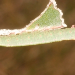 Sorama bicolor at Freshwater Creek, VIC - 9 Feb 2024 04:22 PM