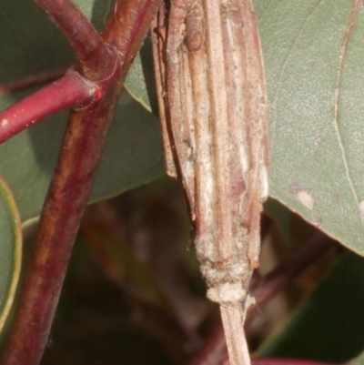 Clania ignobilis (Faggot Case Moth) at WendyM's farm at Freshwater Ck. - 9 Feb 2024 by WendyEM