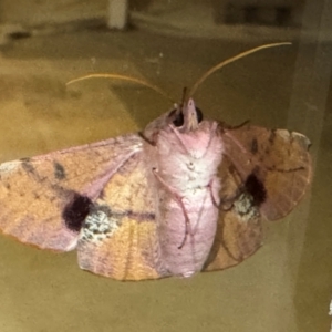 Oenochroma vinaria at Belgrave Heights, VIC - 11 Mar 2024