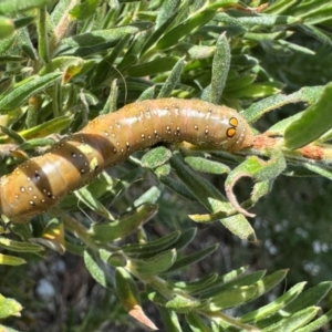 Oenochroma vinaria at Belgrave Heights, VIC - suppressed