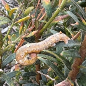 Oenochroma vinaria at Belgrave Heights, VIC - suppressed