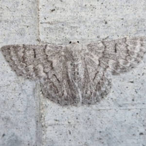 Crypsiphona ocultaria at Holt, ACT - 11 Mar 2024 07:16 PM