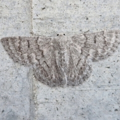 Crypsiphona ocultaria (Red-lined Looper Moth) at Holt, ACT - 11 Mar 2024 by trevorpreston