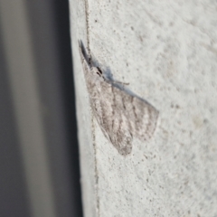 Crypsiphona ocultaria at Holt, ACT - 11 Mar 2024 07:16 PM