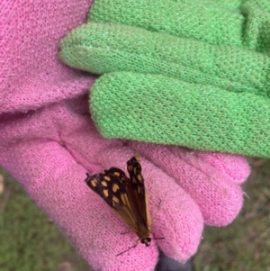 Heteronympha paradelpha at Moss Vale - 14 Feb 2024 01:04 PM