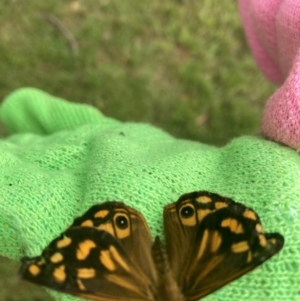 Heteronympha paradelpha at Moss Vale - 14 Feb 2024