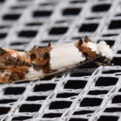 Monopis meliorella (Blotched Monopis Moth) at Jerrabomberra, NSW - 12 Mar 2024 by DianneClarke