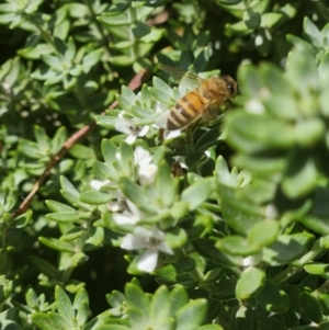 Apis mellifera at Commonwealth Park (CWP) - 11 Mar 2024