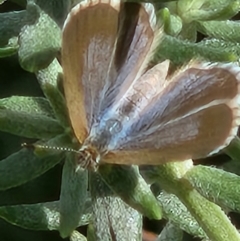 Lampides boeticus (Long-tailed Pea-blue) at Commonwealth Park (CWP) - 11 Mar 2024 by sascha