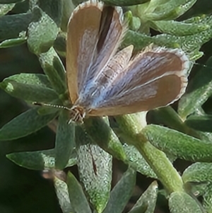 Lampides boeticus at Commonwealth Park (CWP) - 11 Mar 2024 01:05 PM