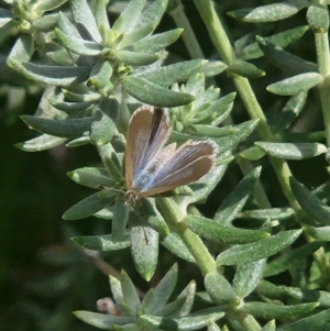 Lampides boeticus at Commonwealth Park (CWP) - 11 Mar 2024 01:05 PM