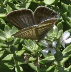 Lampides boeticus (Long-tailed Pea-blue) at Mount Ainslie to Black Mountain - 11 Mar 2024 by sascha