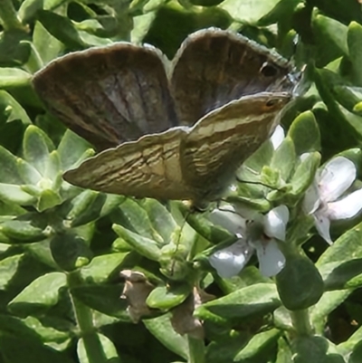 Lampides boeticus (Long-tailed Pea-blue) at Mount Ainslie to Black Mountain - 11 Mar 2024 by sascha