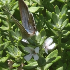 Lampides boeticus at Commonwealth Park (CWP) - 11 Mar 2024 12:39 PM