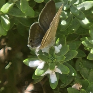 Lampides boeticus at Commonwealth Park (CWP) - 11 Mar 2024 12:39 PM