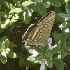 Lampides boeticus at Commonwealth Park (CWP) - 11 Mar 2024 12:39 PM