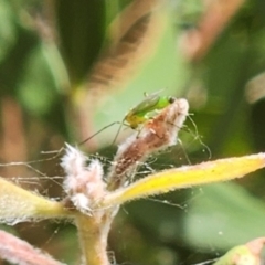 Chironomidae (family) (Non-biting Midge) at Mount Ainslie to Black Mountain - 11 Mar 2024 by sascha