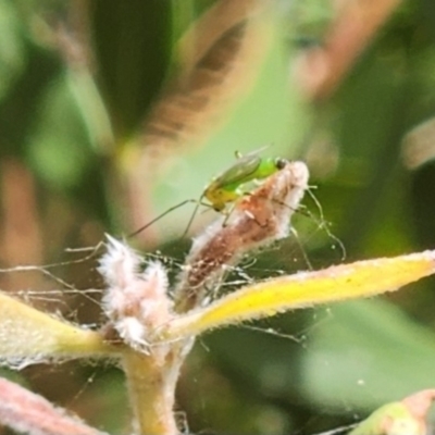 Chironomidae (family) (Non-biting Midge) at Commonwealth & Kings Parks - 11 Mar 2024 by sascha