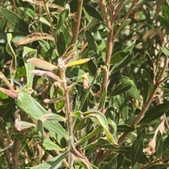 Chironomidae (family) at Mount Ainslie to Black Mountain - 11 Mar 2024