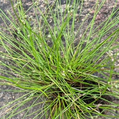 Isolepis inundata (Swamp Club Rush) at Rendezvous Creek, ACT - 15 Apr 2023 by JaneR