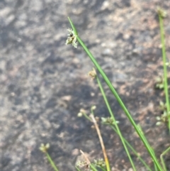 Isolepis inundata at Namadgi National Park - 15 Apr 2023