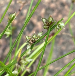 Isolepis inundata at Namadgi National Park - 15 Apr 2023 02:59 PM