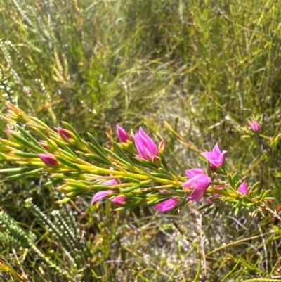 Boronia falcifolia (Wallum Boronia) at Woorim, QLD - 12 Mar 2024 by KazzaC