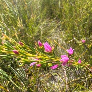 Boronia falcifolia at Bribie Island National Park - 12 Mar 2024
