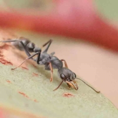 Myrmecia sp., pilosula-group (Jack jumper) at ANBG South Annex - 10 Mar 2024 by ConBoekel